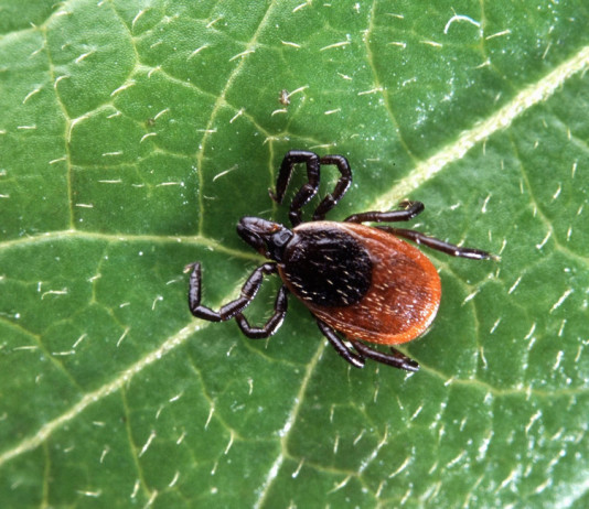 В Екатеринбурге и Челябинске из-за резкого потепления активизировались клещи