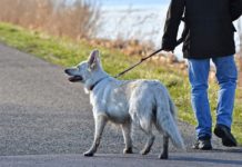 Правила выгула собак: что нужно знать владельцам