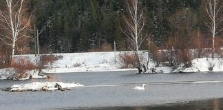 Лебедь на пруду