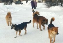 Как поймать безнадзорную собаку