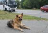 Здоровье питомца: от профилактики до безопасности
