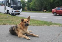 Здоровье питомца: от профилактики до безопасности