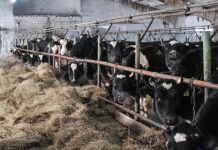 Куда ведёт пастух?