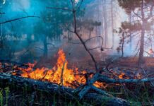 Горючий сезон