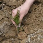 Сад памяти_03