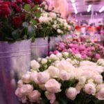 Цветы Девятых