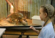 Красив, изящен и вынослив