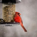 Beautiful shot of a cute northern cardinal bird on a winter day