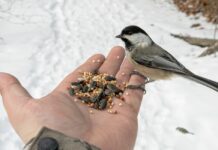 Птичкино кафе