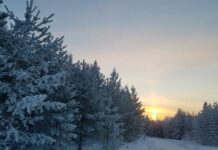 Под корешок – не срубить