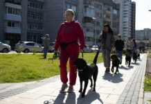 Памятка собаковода: обязанности и ответственность