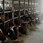 Животноводы Среднего Урала получат господдержку