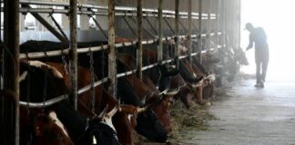 Животноводы Среднего Урала получат господдержку