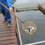 Карпы, лосось и осётр: как вырастить прибыль в садках