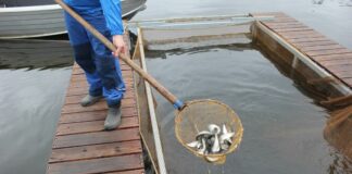 Карпы, лосось и осётр: как вырастить прибыль в садках