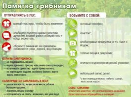 Памятка грибникам