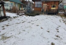 Осторожно, косолапый!