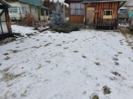 Осторожно, косолапый!