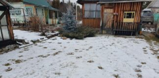 Осторожно, косолапый!