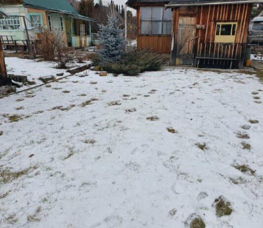 Осторожно, косолапый!