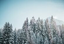 Как избежать штрафа за незаконную рубку ели