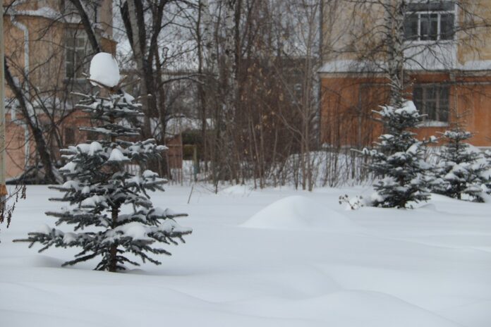 Под снежным холмом между ёлочками скрывается пенёк молодого хвойного дерева.