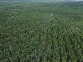 Утверждена дата начала пожароопасного сезона в Свердловской области
