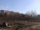 Без поводков и под присмотром