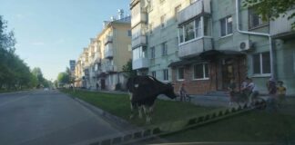 Пасторальные пейзажи городских улиц