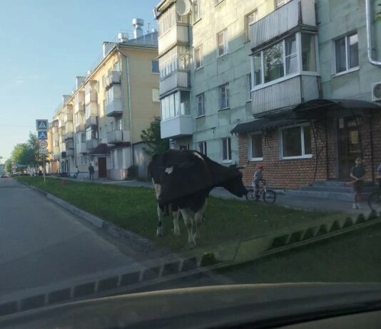 Пасторальные пейзажи городских улиц