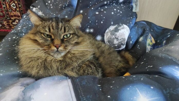 коша